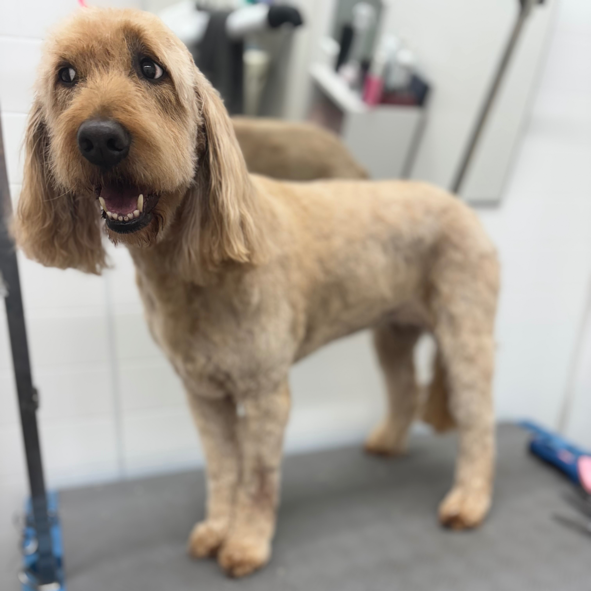 Střih L/XL/Schnitt L/XL- cena od 1990,-/ab 79€