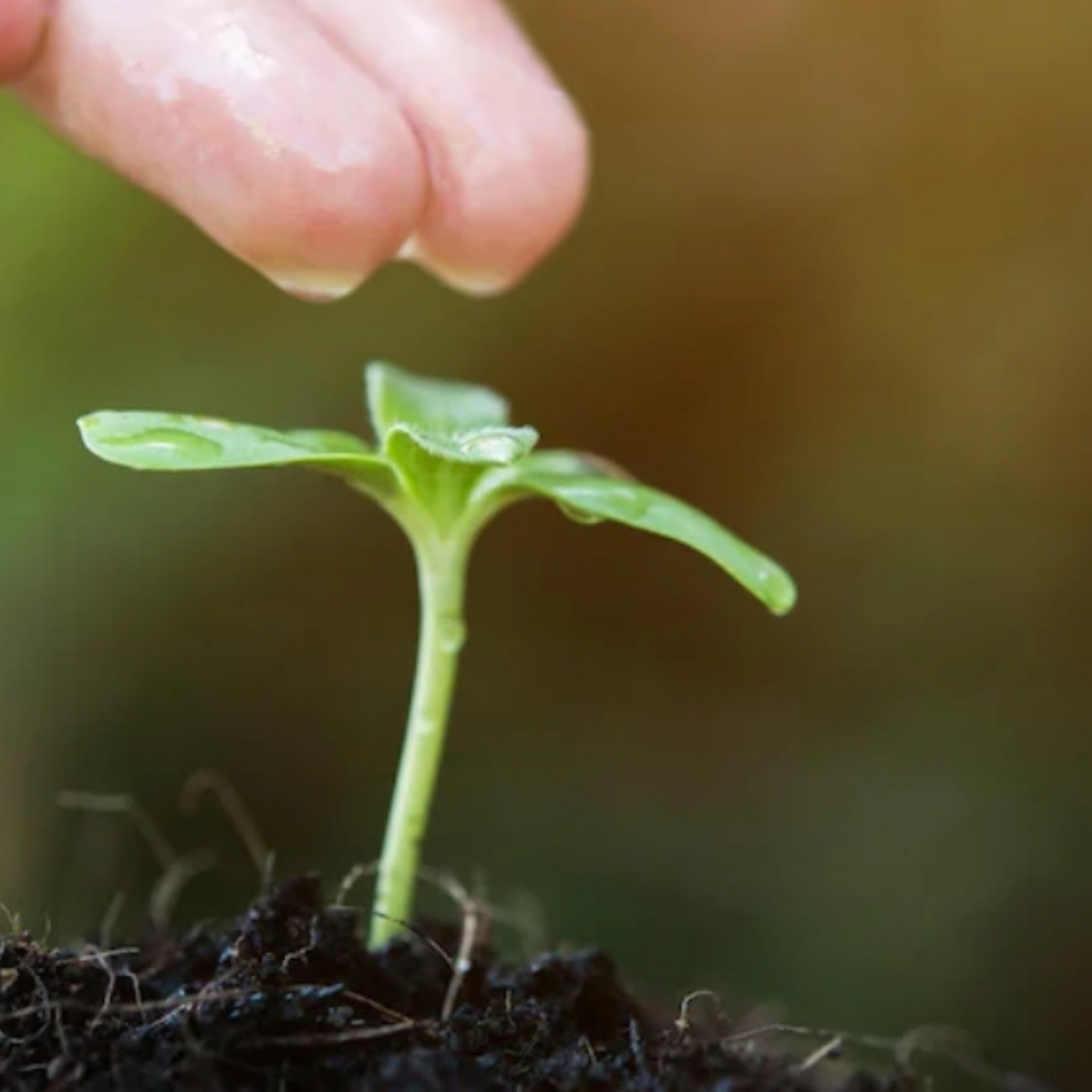1ère consultation en naturopathie à distance