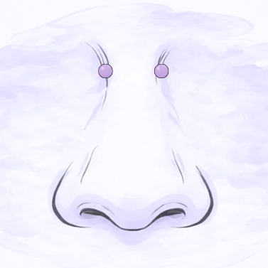 Bridge (od 16 let s písemným souhlasem rodiče)