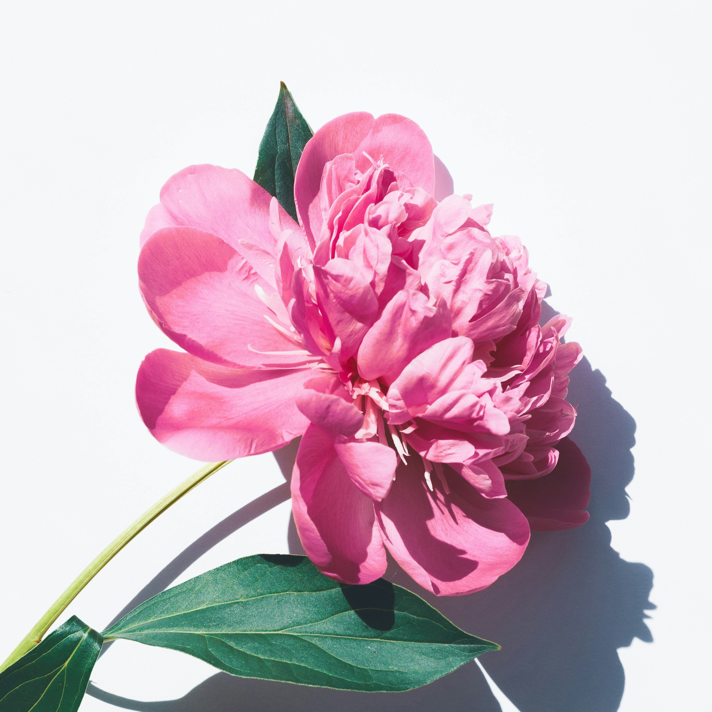 Těhotenské aroma pohlazení - masáž pro těhotné 90 minut