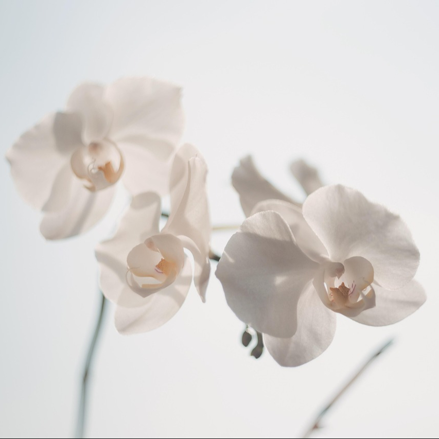 Forfait Kobido – massage du visage - 10 séances