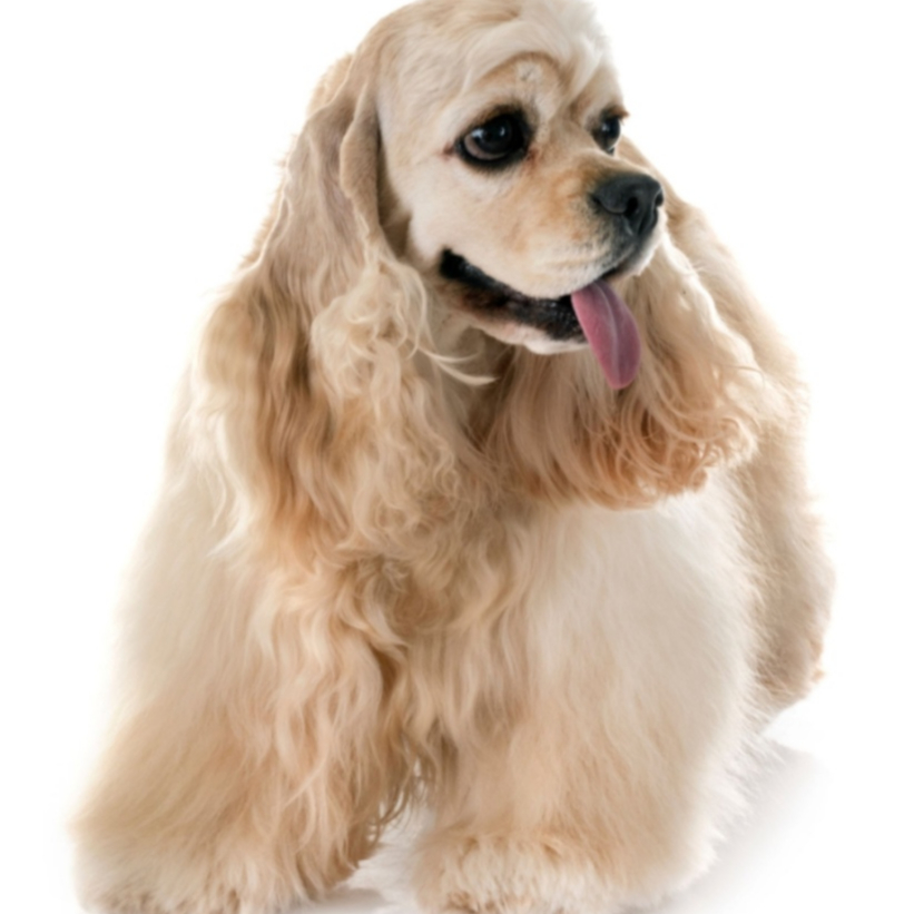 Cocker Spaniel Americano (Solo baño)