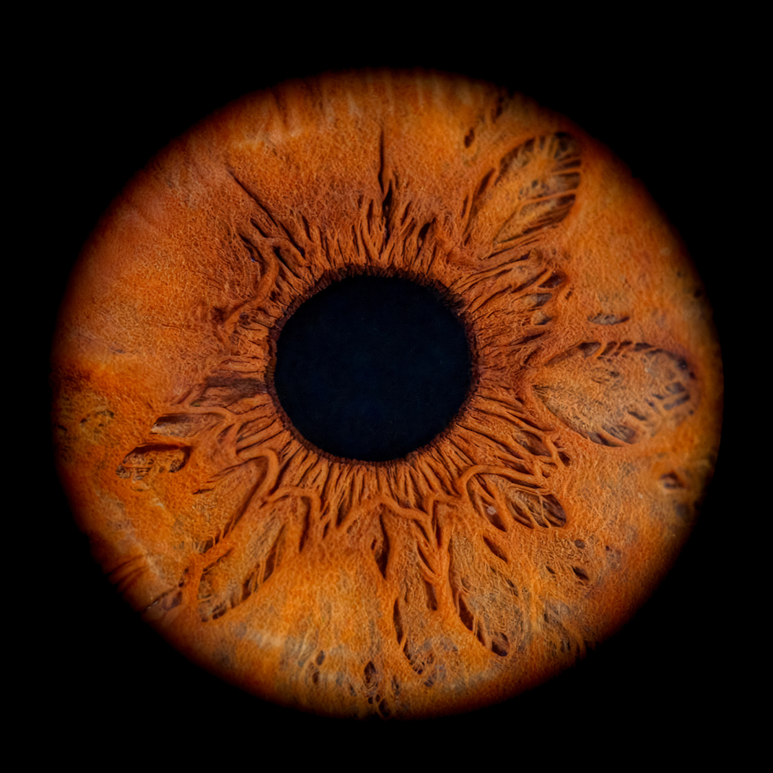 Séance Photo d'Iris - Votre empreinte unique