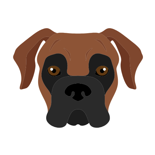 Boxer