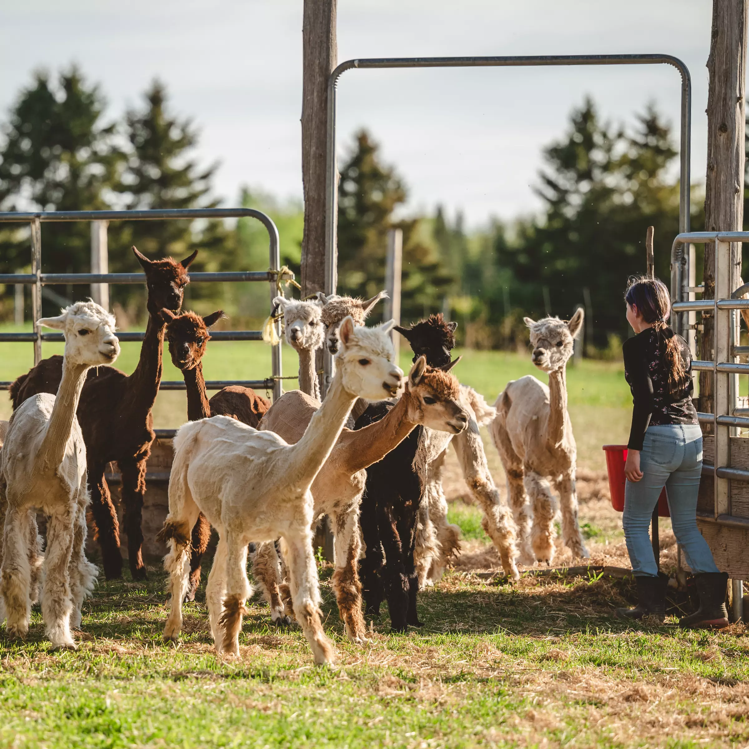 Visite guidée de la ferme