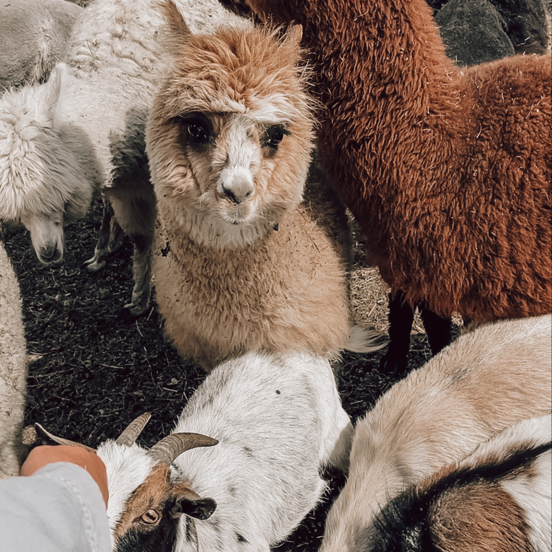 Procházka s alpakou - 1,5 hodiny - Hrubý Jeseník - VÍKEND