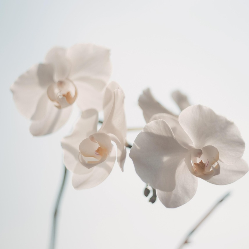 Forfait soin visage énergétique complet- 6 séances