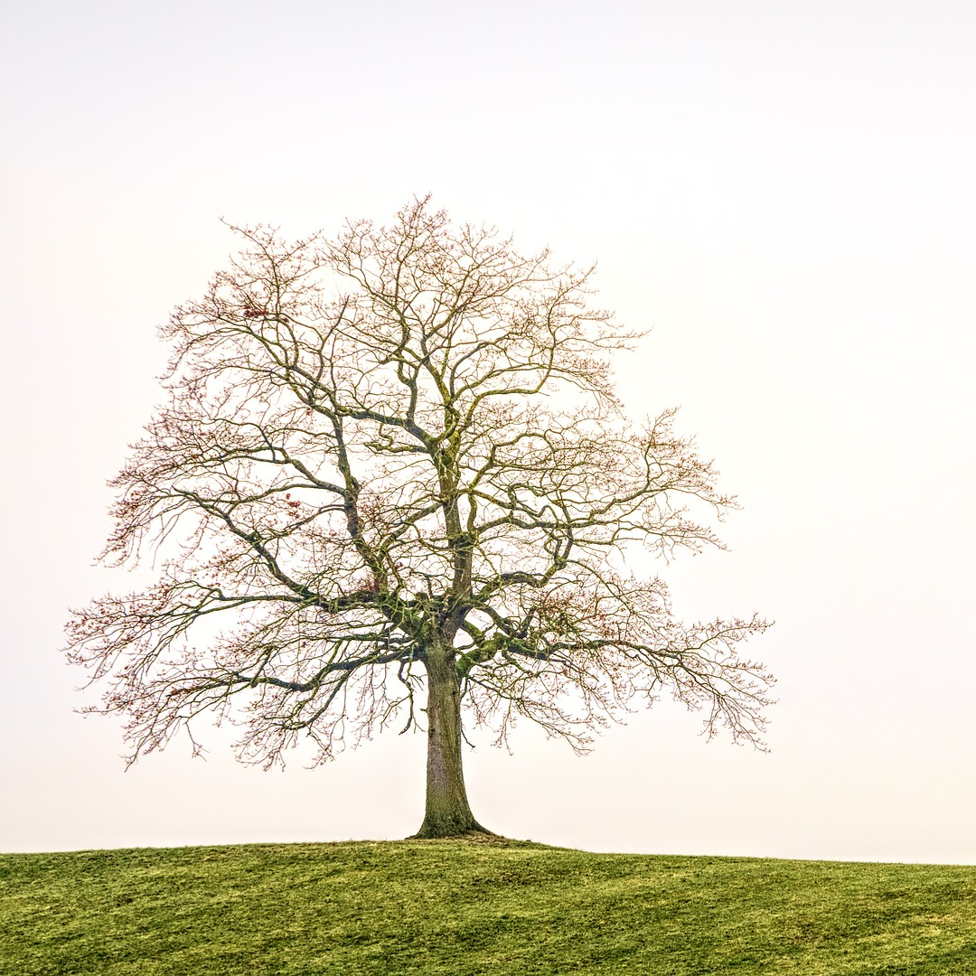 1er Rendez-vous d'accueil (gratuit) - présentation du Bilan