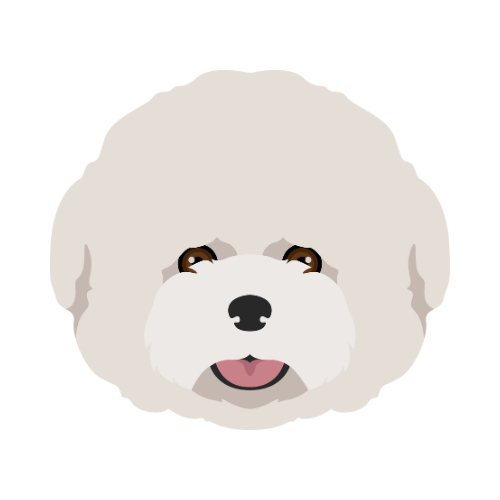 Bichon
