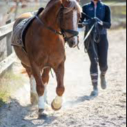 Lektion från marken(ej ridning) 2 personer+20min stallsysslor