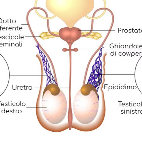 Testicolare (Scrotale)