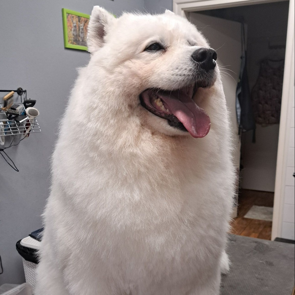 (Samoyed, Husky, stb.) Kettős Szőrzetű Északi Kutyák Általános Á