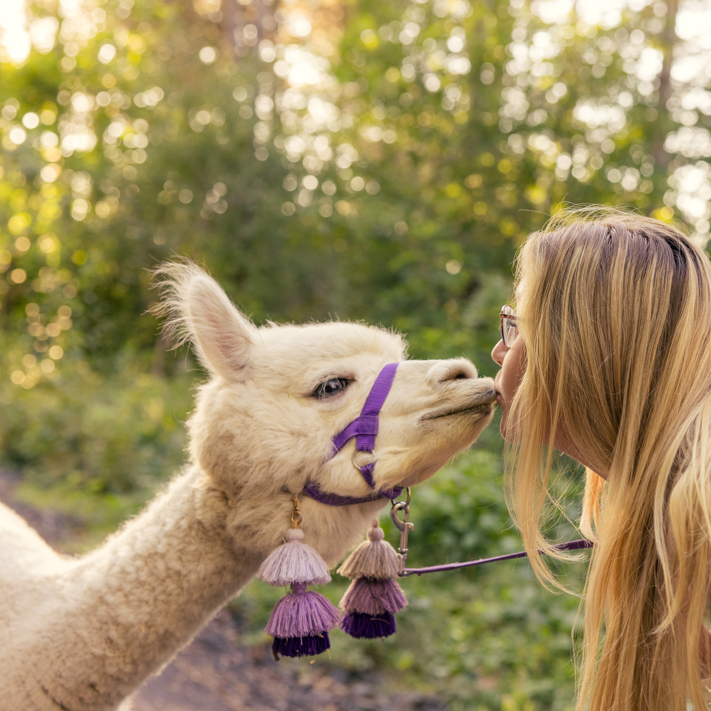 Alpakaterapie pro 1 klienta s doprovodem