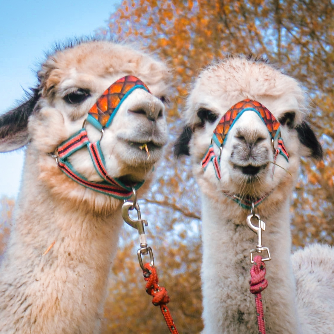 Procházka s Alpakami VŠEDNÍ DEN max.5 osob 1hod