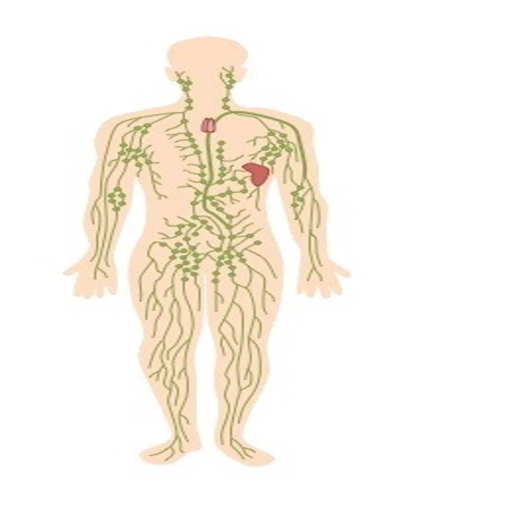 Nyirokmasszázs 1 óra