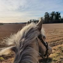 Uteritt enbart skritt 45min+20min stallsysslor