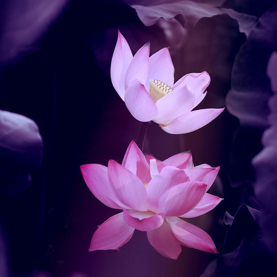 "FORFAIT ZEN" (4 séances d' 1 h)