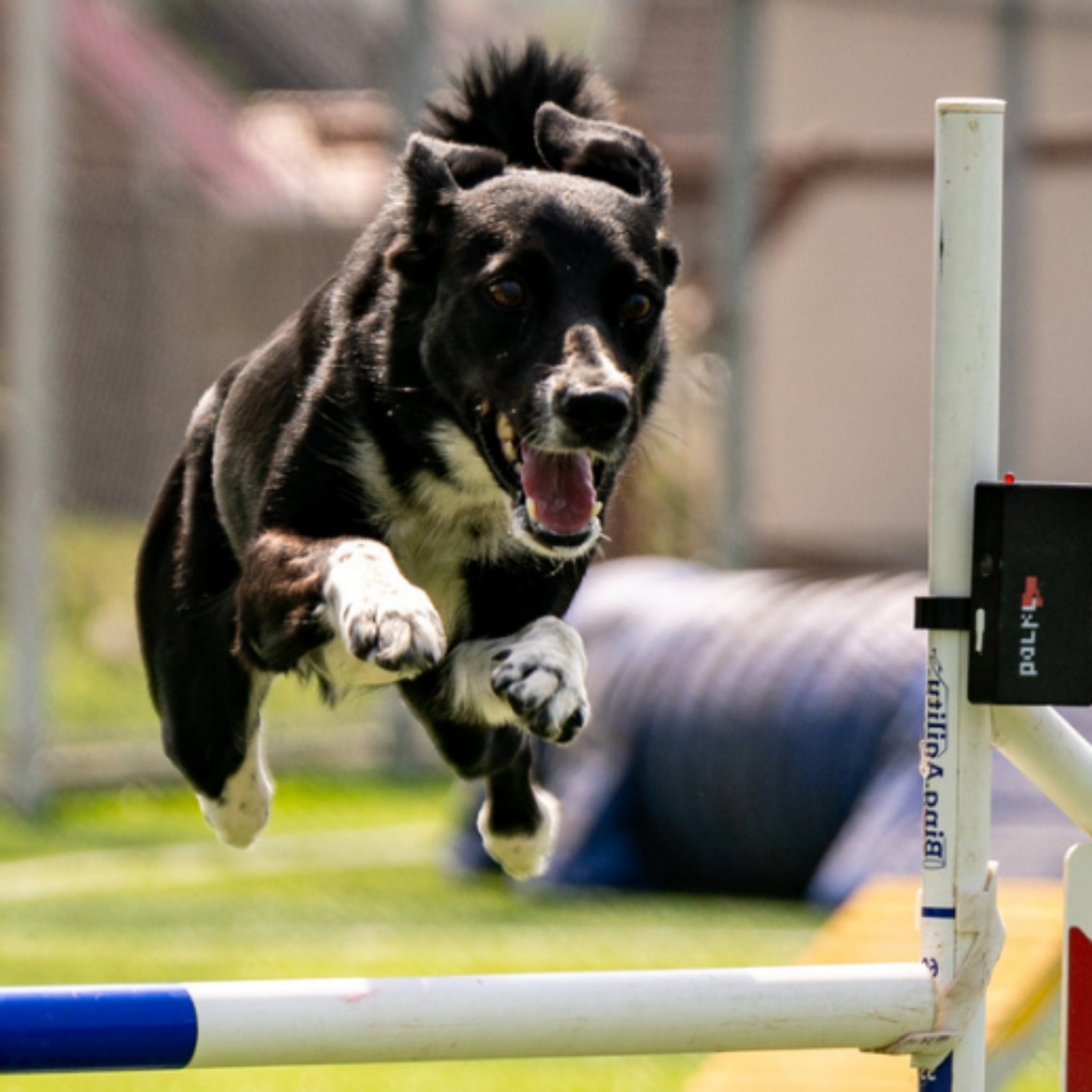 Concours Agility - Séance de récupération