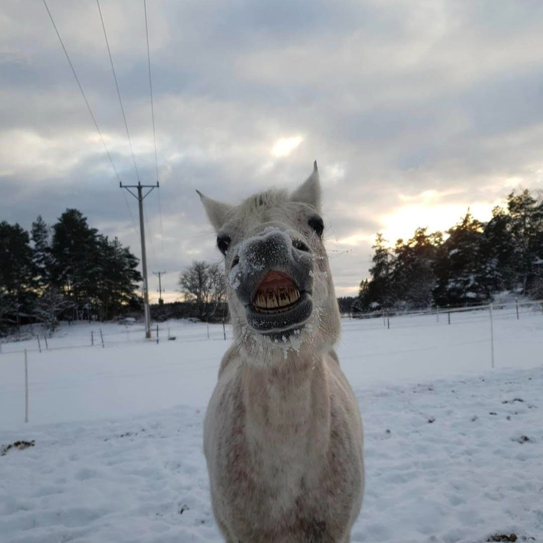 Ridlektion 2 personer+20min stallsysslor