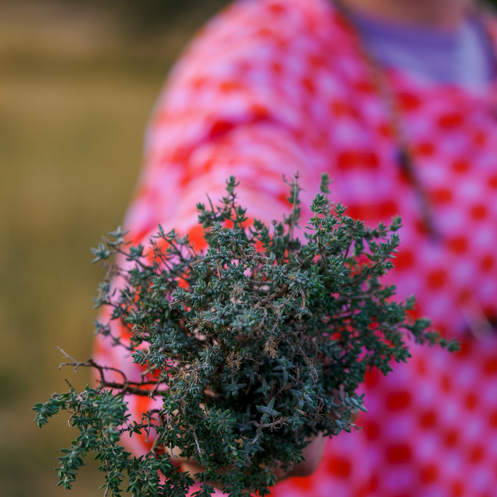 Pack naturopathie 3 mois à distance ( 1er bilan vital inclus)