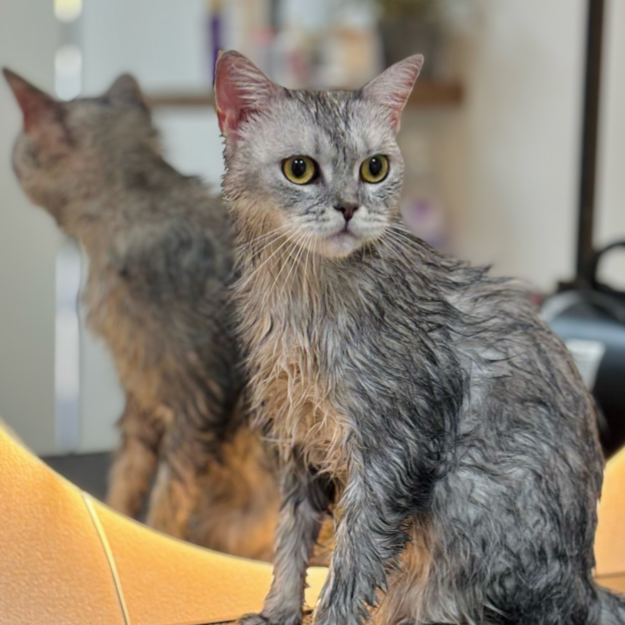 Komplexný grooming