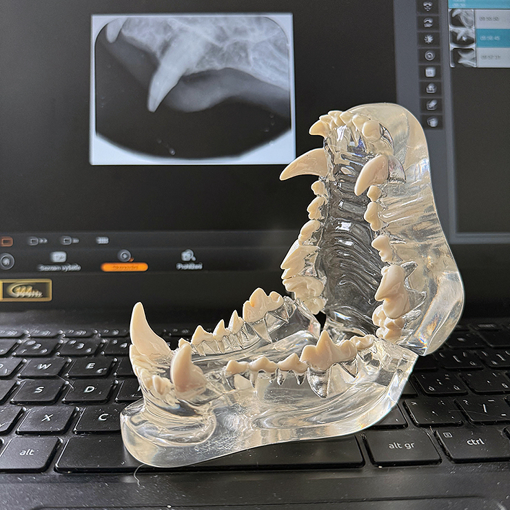 Stomatologie - vstupní vyšetření, kontrola - psi