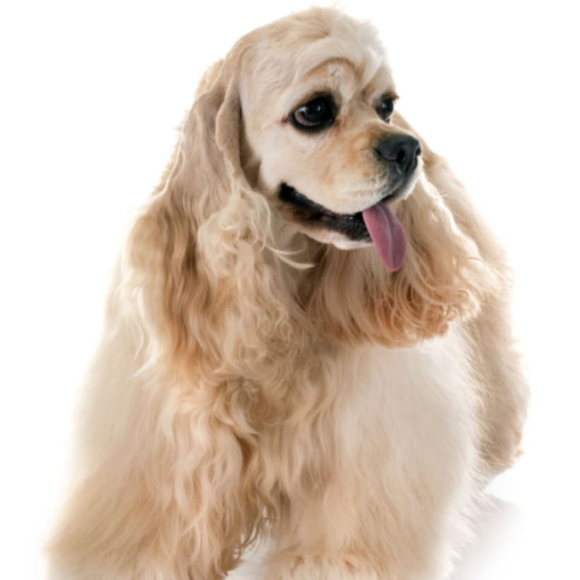 Cocker Spaniel Americano (Stripping)
