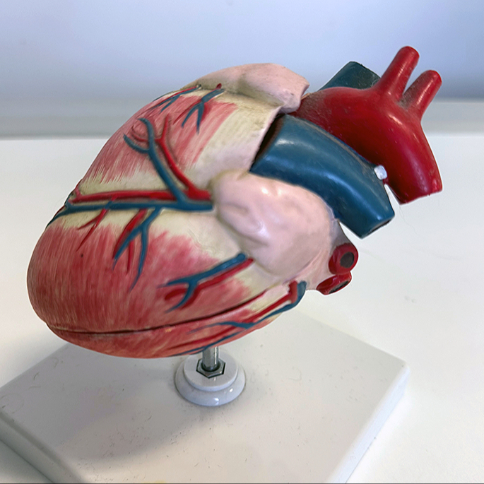 Kardiologie - psi