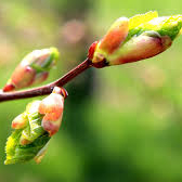 Consultation naturopathie enfant (jusqu'à 15 ans inclus)