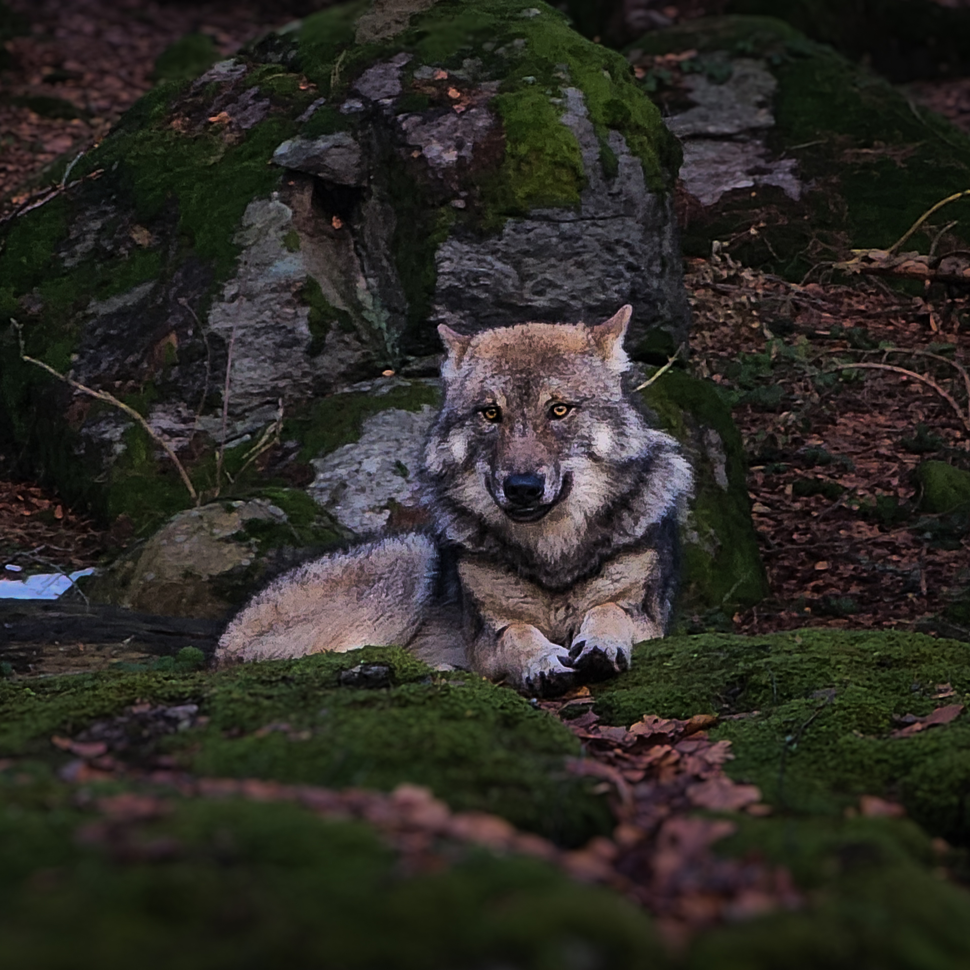Šumava Wildlife expedice / 15. - 19.října 2025 / pro dva