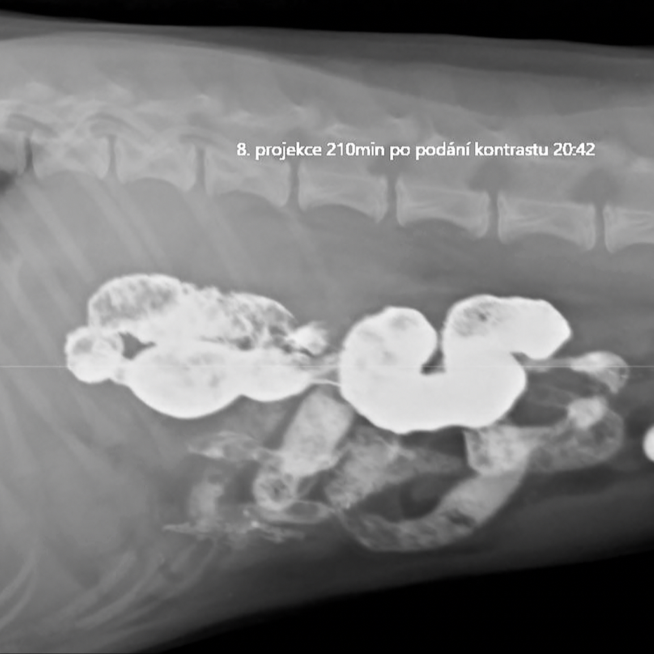 Ortopedie a neurologie - kočky