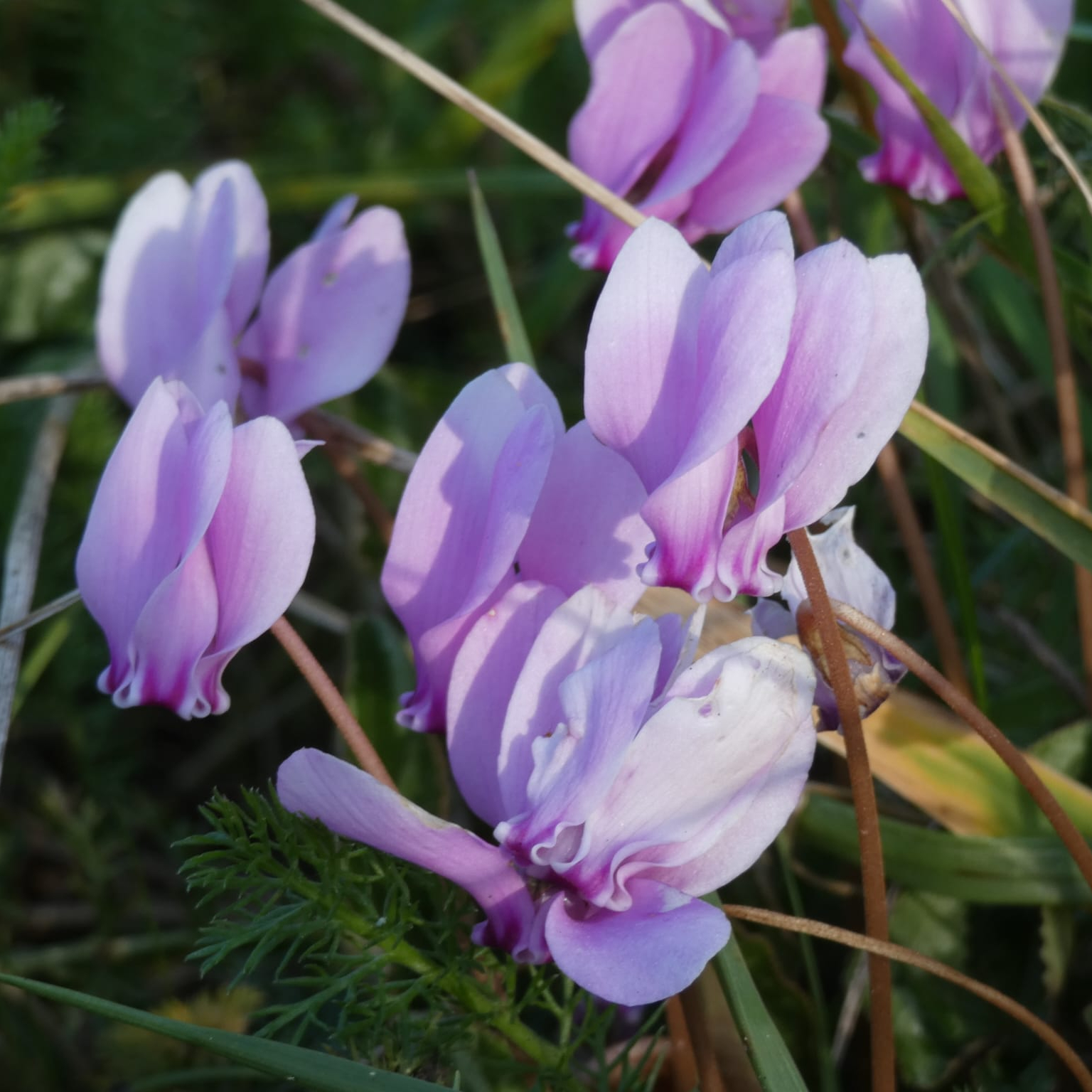 Première séance de Naturopathie