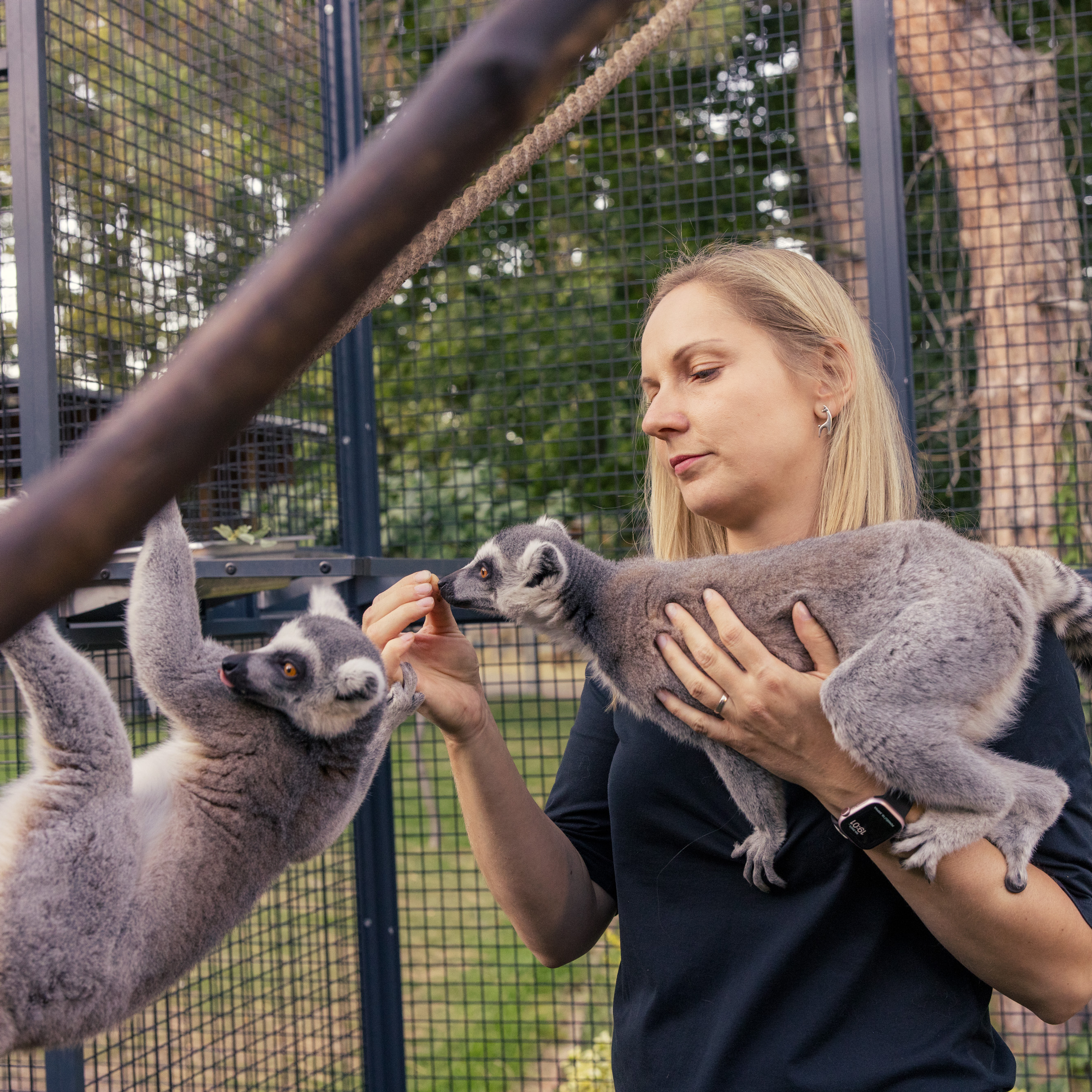 Krmení lemurů kata 30 minut pro max. 4 osoby