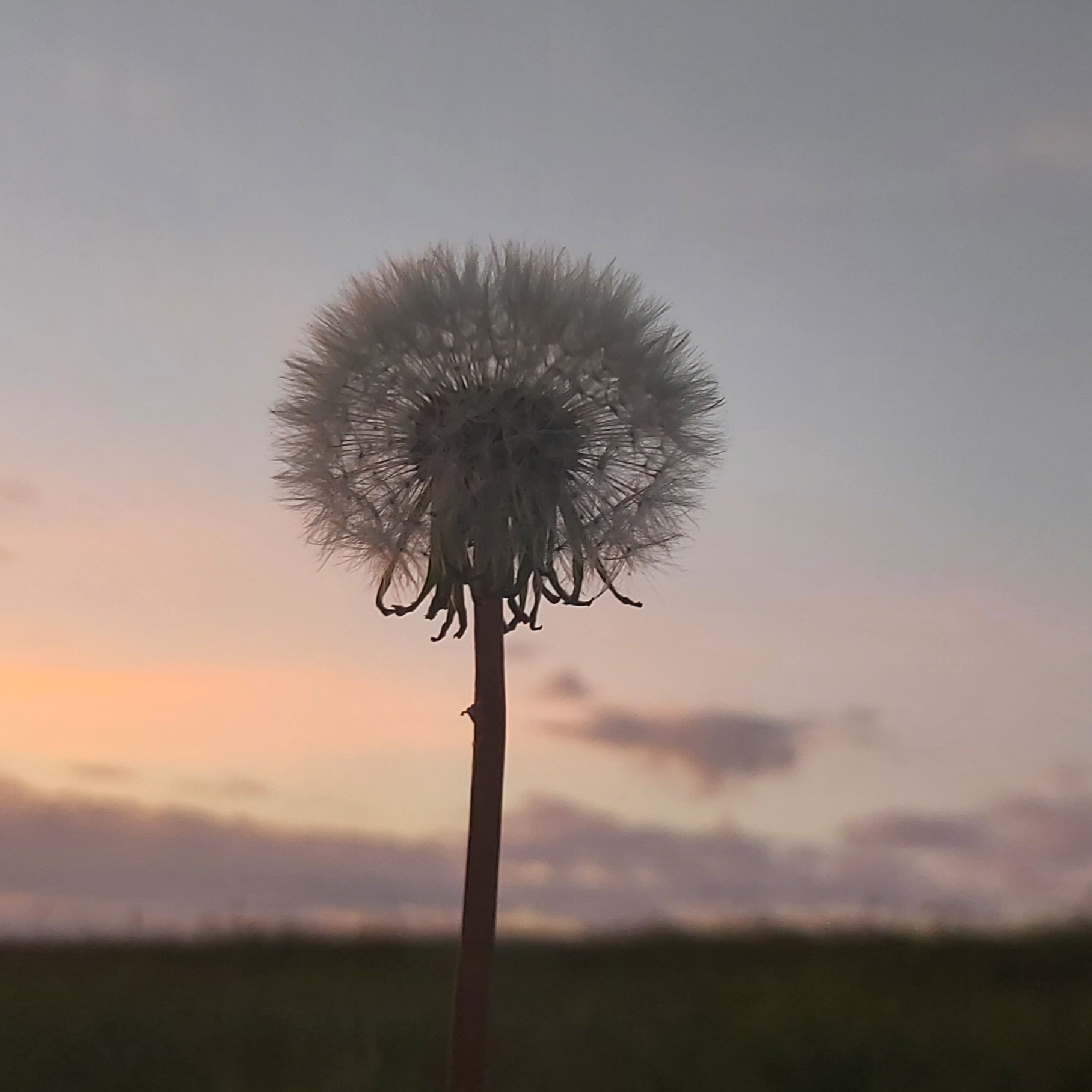 Online Therapiesession