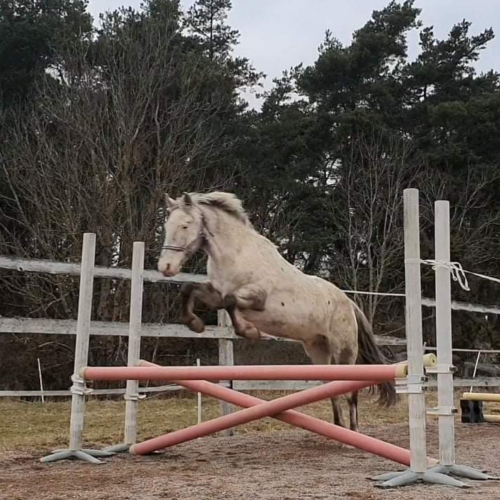 Ridlektion+20min stallsysslor