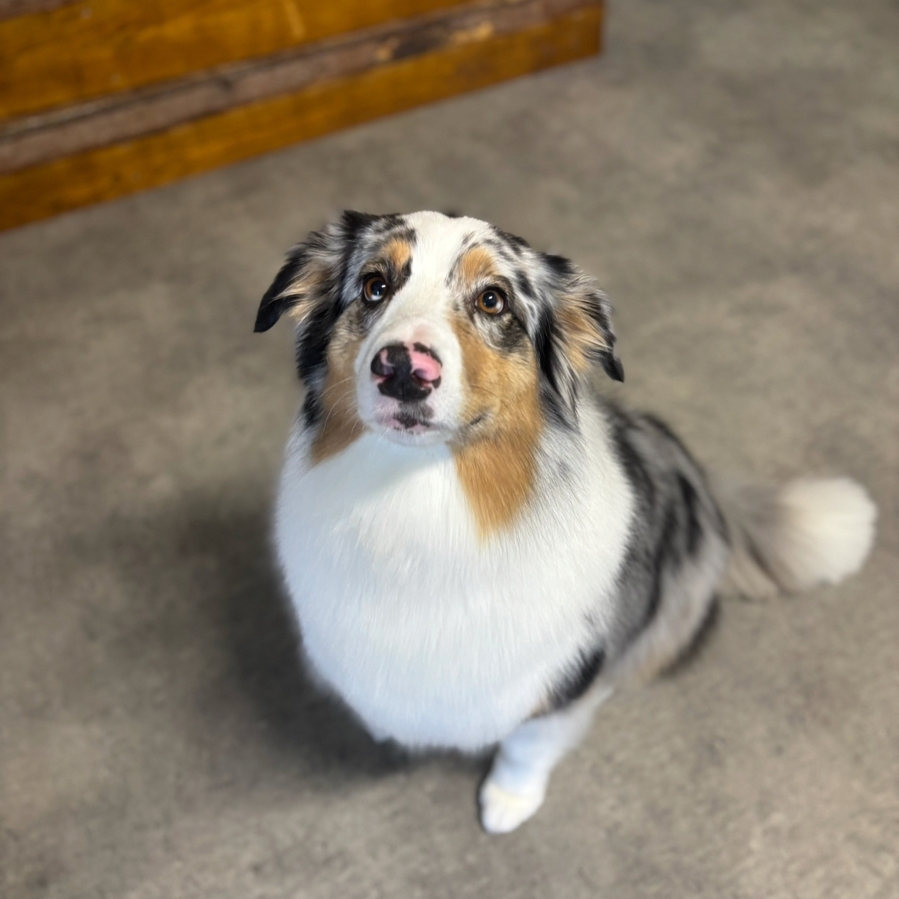 Australský ovčák / Border kolie / Šeltie / Zlatý Retrívr cena od