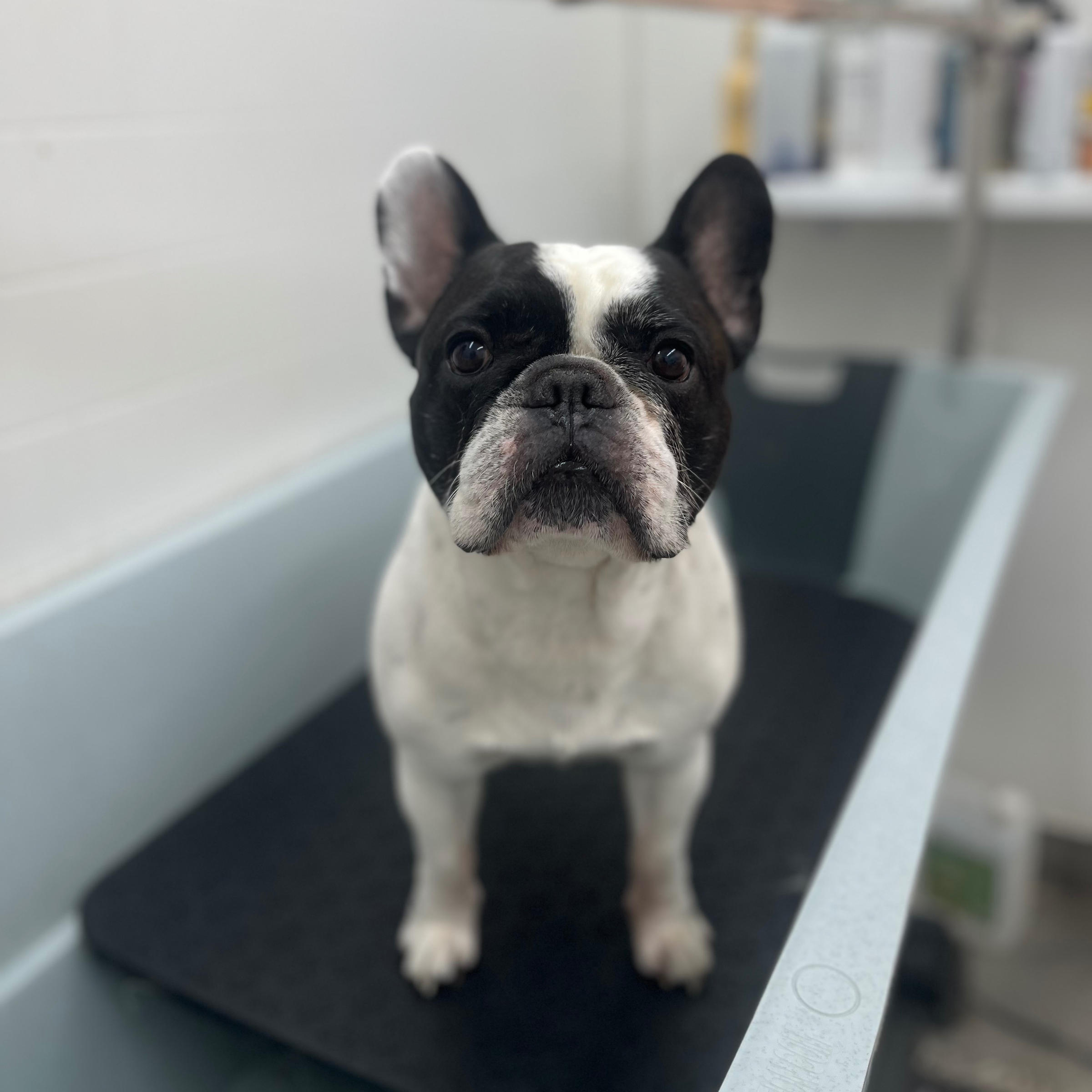 Koupel M / Bad M - cena od 790,-/ab 32€