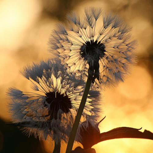 Individuální psychoterapie