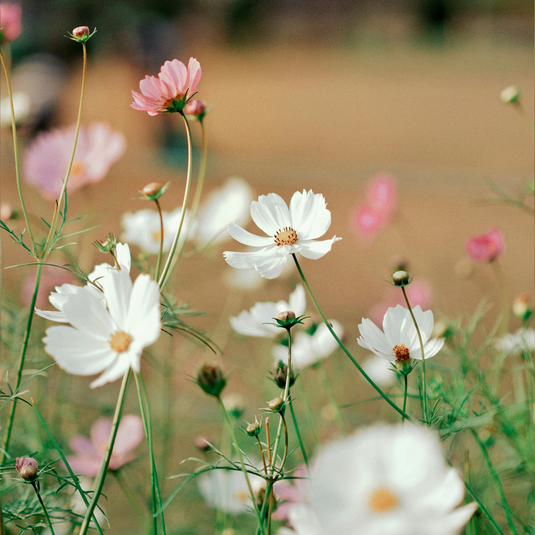 Soin Printemps - Rituel de saison - 1h45