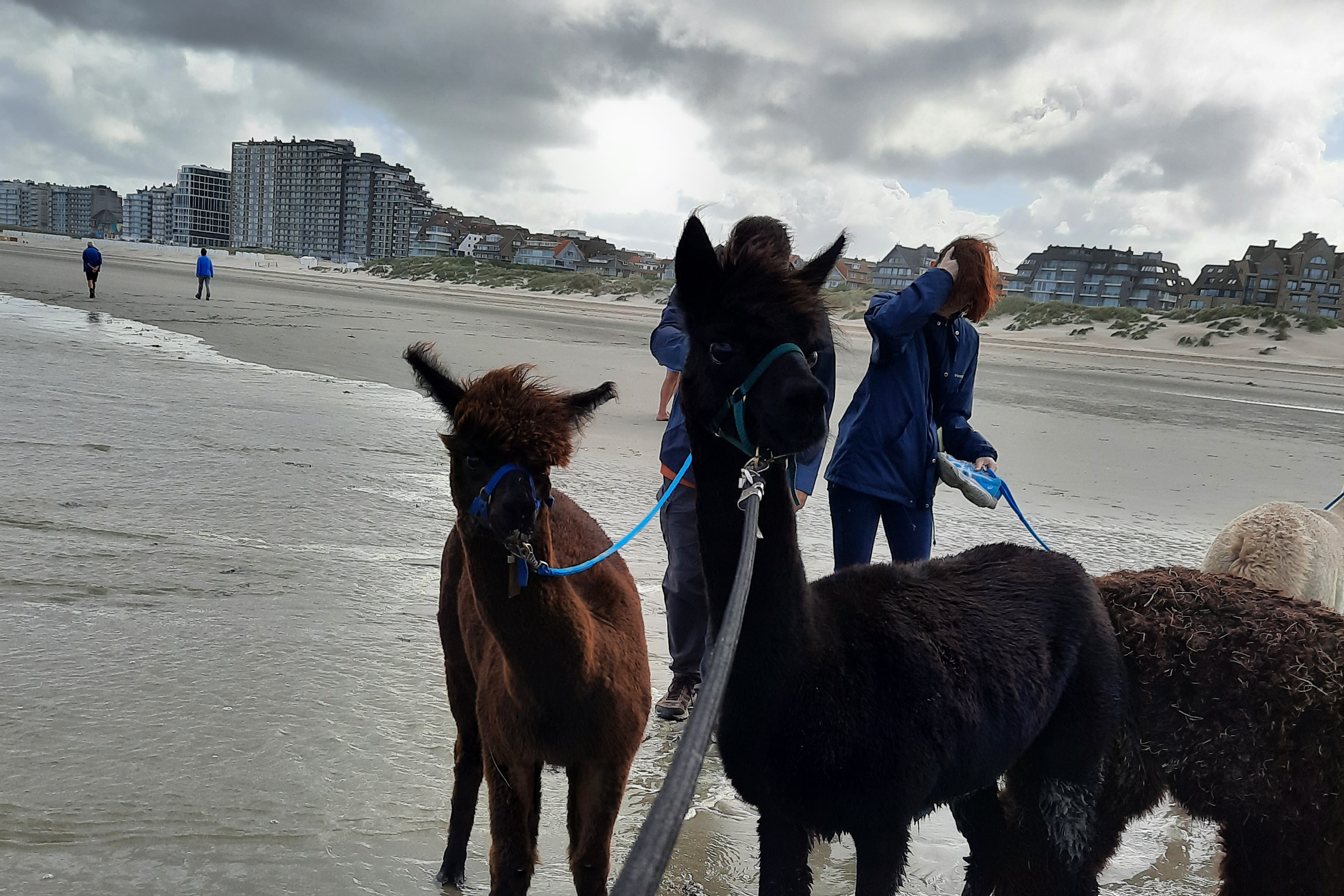Strandwandeling met de Alpaca's