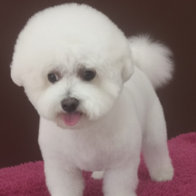 Bichón frisé (Baño y corte)