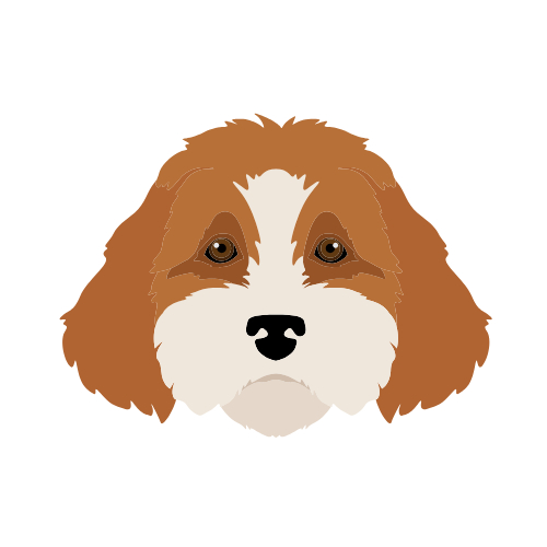 Cavapoo/Maltipoo