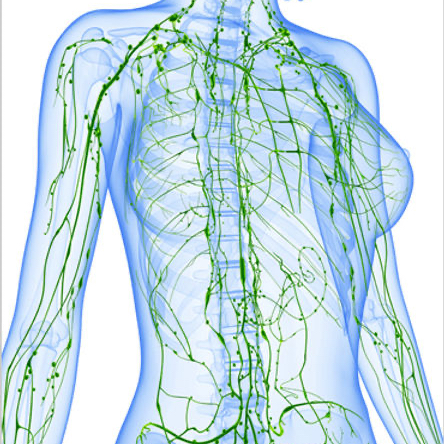 Manuální lymfodrenáž - celotělová do 90 min