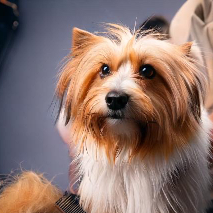 Vyčesání 499,- až 1499,-