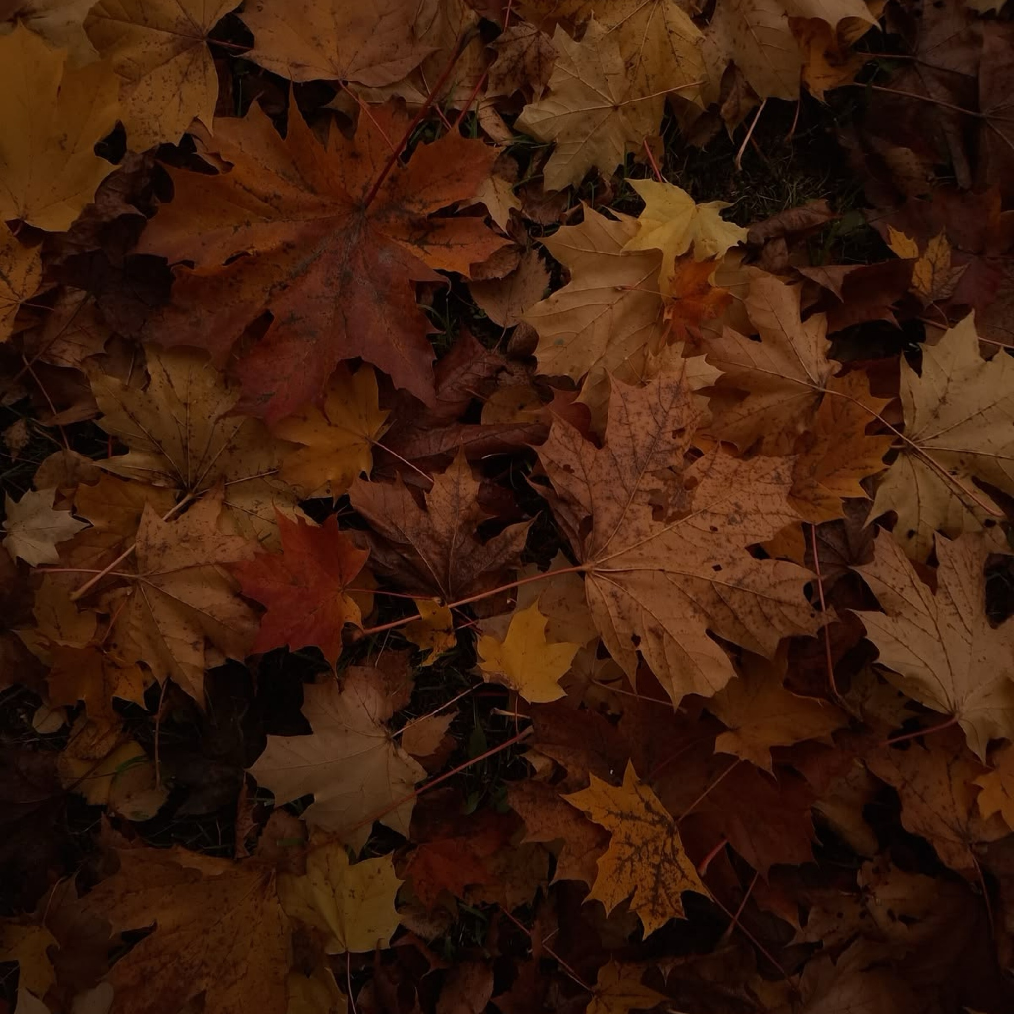Légèreté d’automne