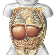 Addome Neonatale (0-3 anni)