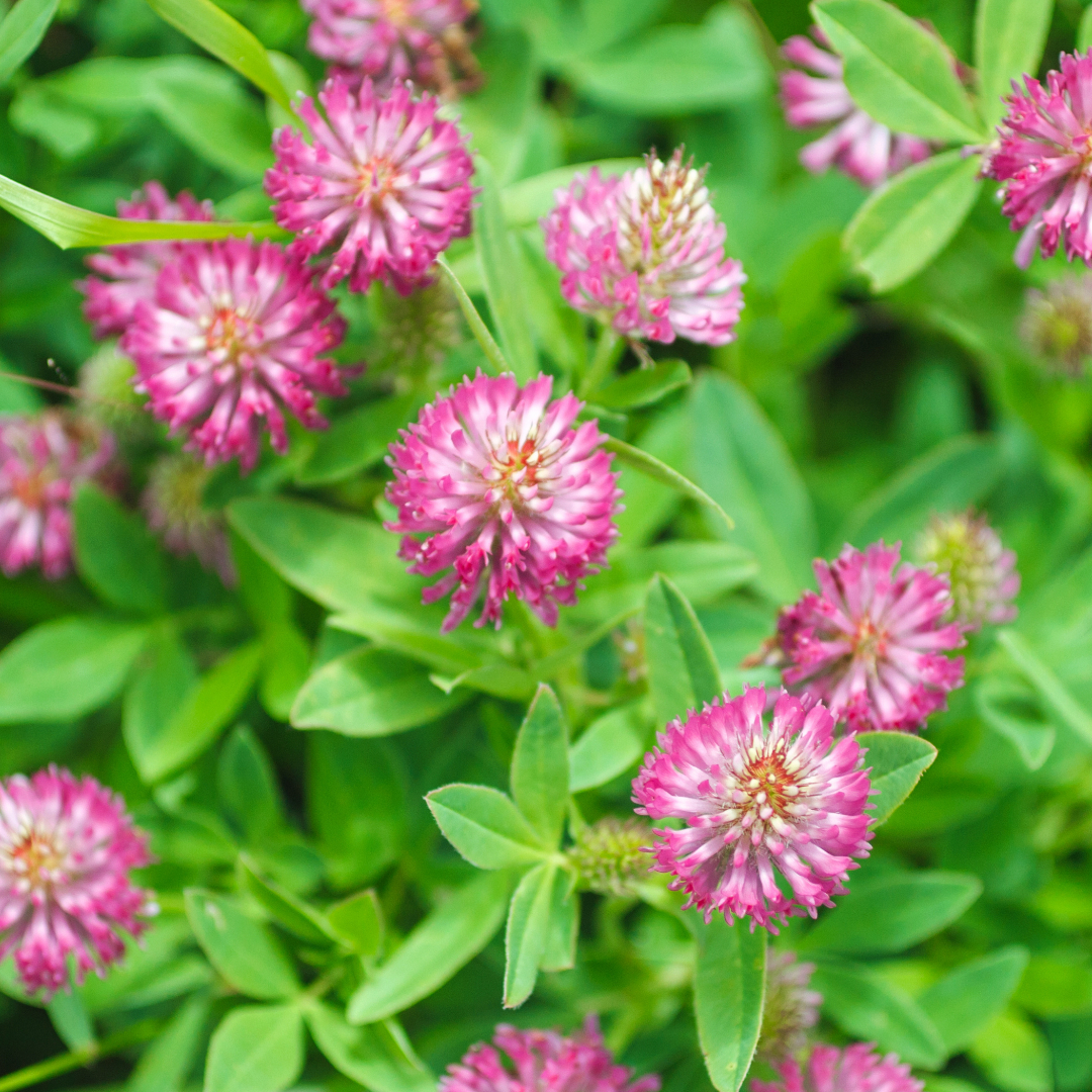 Consultation de suivi - Au cabinet à Vinay