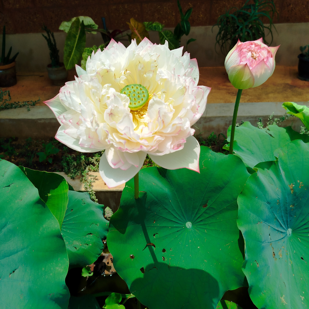 Consultation Ayurveda : première fois