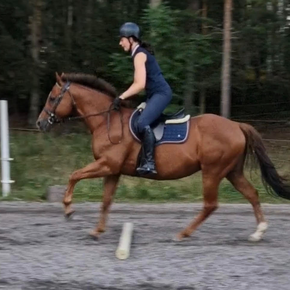 Privatlektion 45min-inga stallsysslor