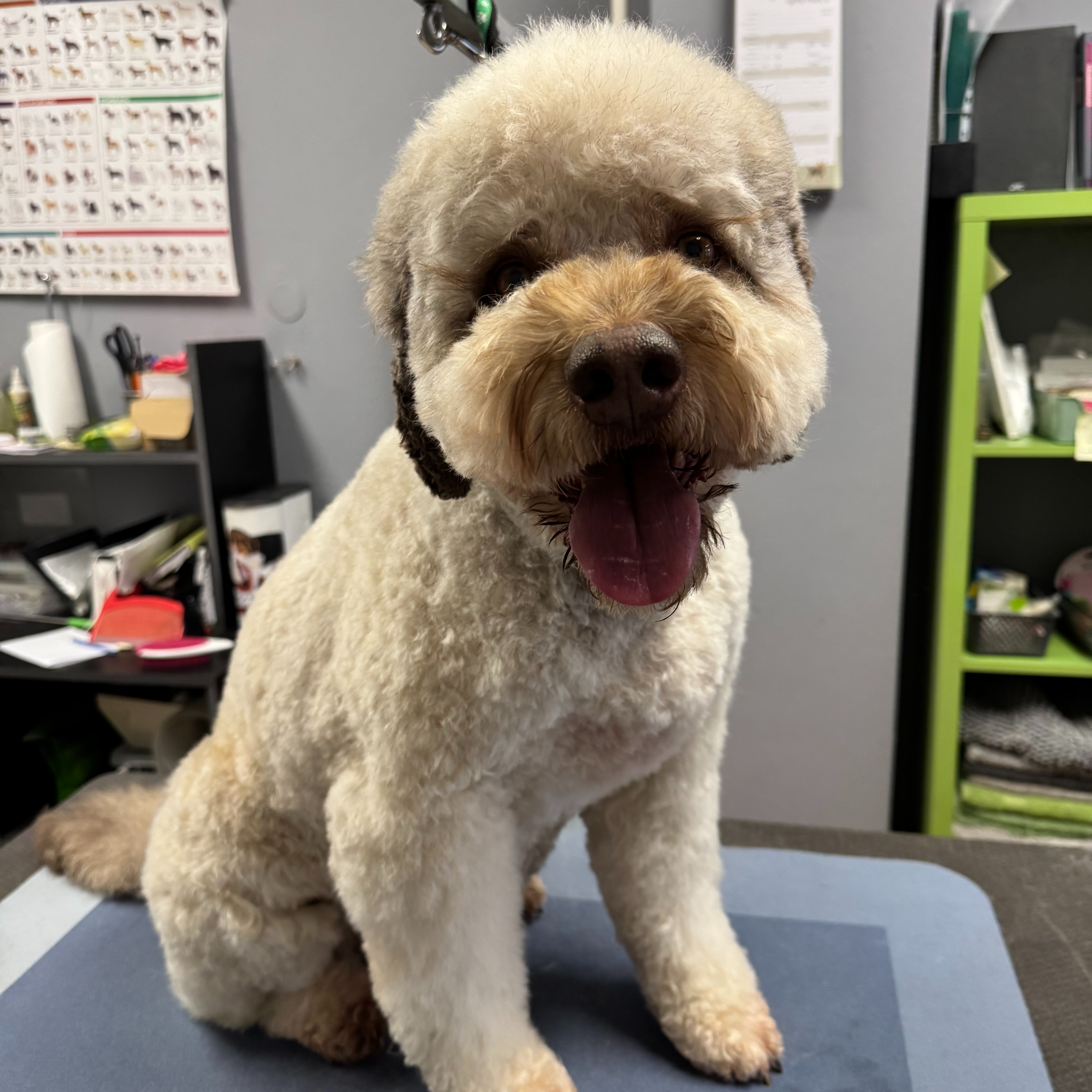 (Lagotto) Nyírás, Nagy Méretű Kutyának